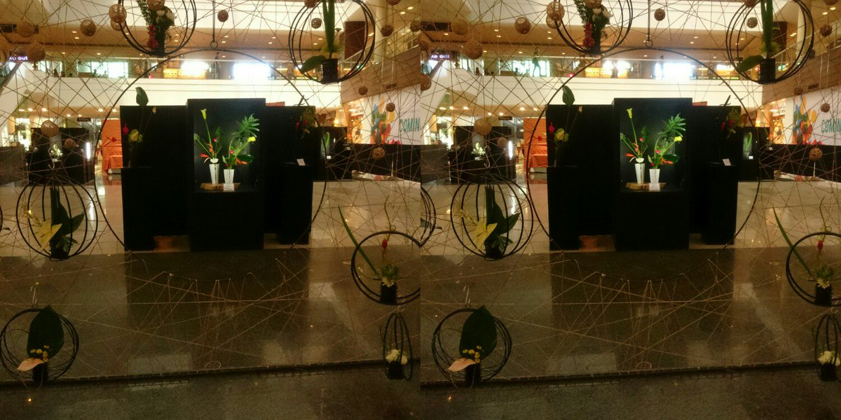 12_apol's tweet photo. Flower Exhibit
#stereoscopy #parallelstereo #crossedview https://t.co/M026XmacLu