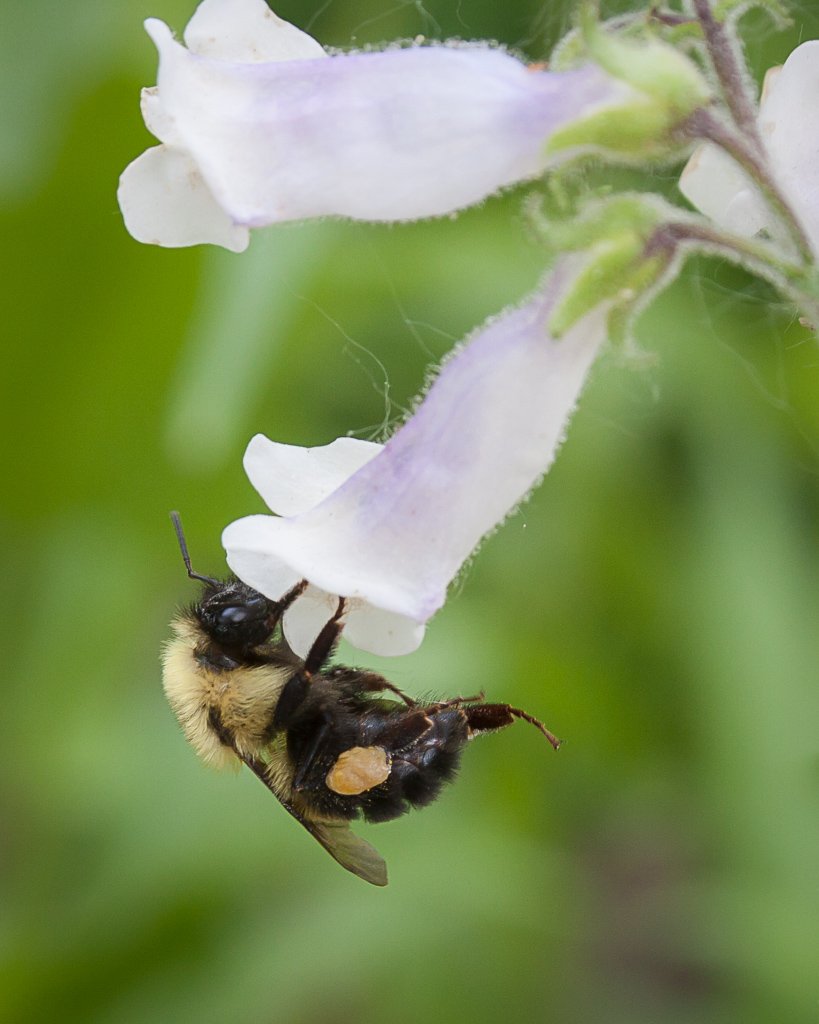 #Bumblebee on Beardtongue. #nativeplants