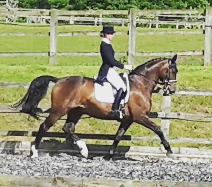 Tor Fenwick Dressage tweet media