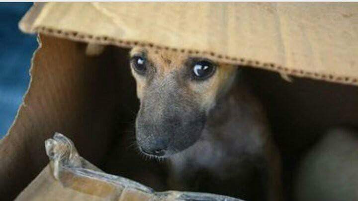 03_manisha's tweet photo. ppl who were trending #WalkOutFromPakMatch watching #INDvPAK match like https://t.co/KGPeVDZiem
