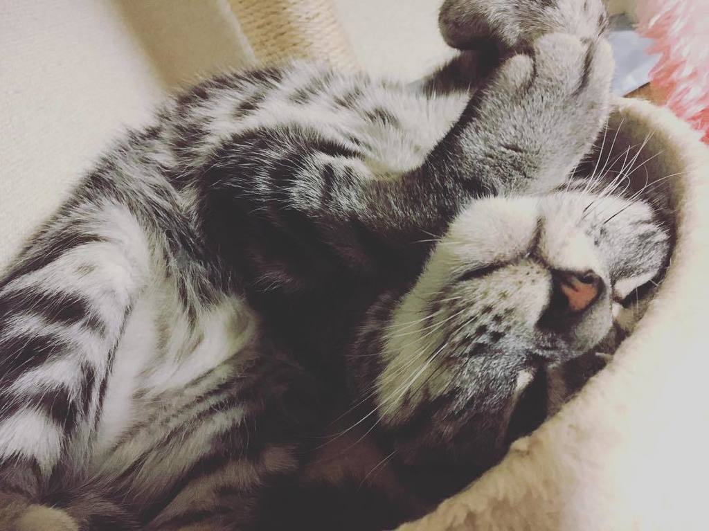 V11_L23's tweet photo. #vivi #ビビりのビビ #アメショー #アメショ #アメリカンショートヘア #American Shorthair #AmericanShorthair #愛猫 #猫 #ネコ #ねこ #猫写真 #ねこすたぐらむ #ねこ部 #… https://t.co/VJCqQDQqMX https://t.co/3i6tnrztsV