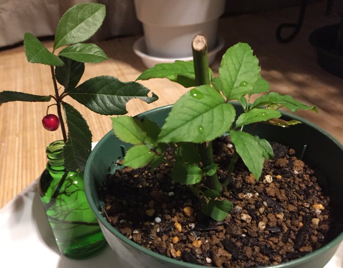 ヤブコウジの育て方 植え付けや剪定方法から上手な増やし方まで解説 3ページ目 Botanica