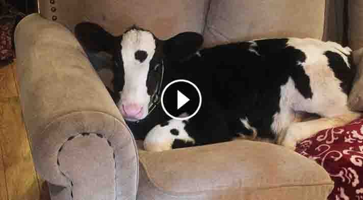 UnexpectedEnt's tweet image. Rescued Baby Cow Thinks He Is One Of The Dogs. What He Did When No One Was Around? LOL! unexpectedentertainment.net/rescued-baby-c…