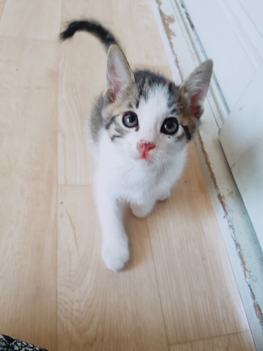 안녕 하냥 ? 위범이란 놈 아냥 그 놈이 담주 에 내 집사다 될 거라고 한다냥 부디 좋은 쨔식이길 바란다냥