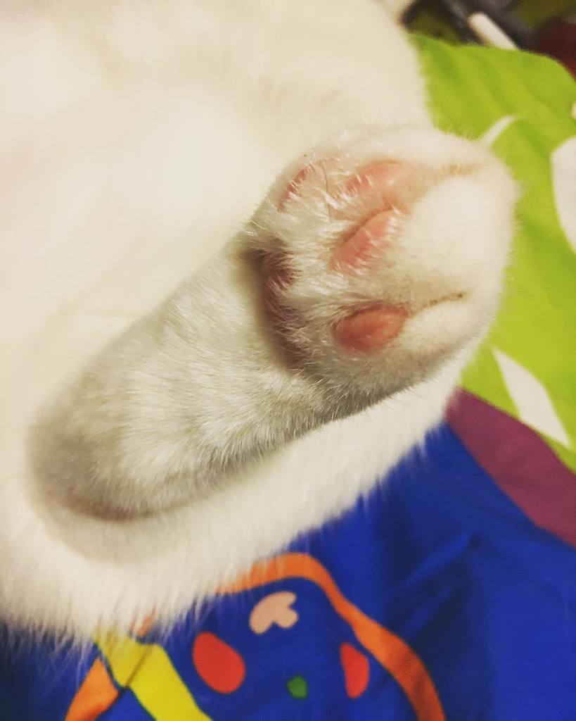 V11_L23's tweet photo. #Licht #光の魔法騎士リヒト #スコテッシュ #スコ #スコティッシュフォールド #Scottish Fold #ScottishFold #愛猫 #猫 #ネコ #ねこ #猫写真 #ねこすたぐらむ #ねこ部 #cat #肉… https://t.co/FTayGEwGPw https://t.co/eczXQFNSzi