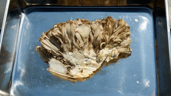 MPBOnline's tweet photo. Learn about the wonders of Maitake mushrooms and how they can keep your body strong from @PBSFood. #FoodSciencePBS https://t.co/96O2BDrid4 https://t.co/OHidB6OJRn