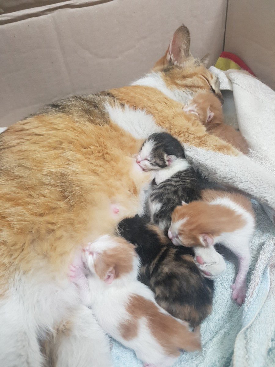 때지 엄마 사랑한다냥