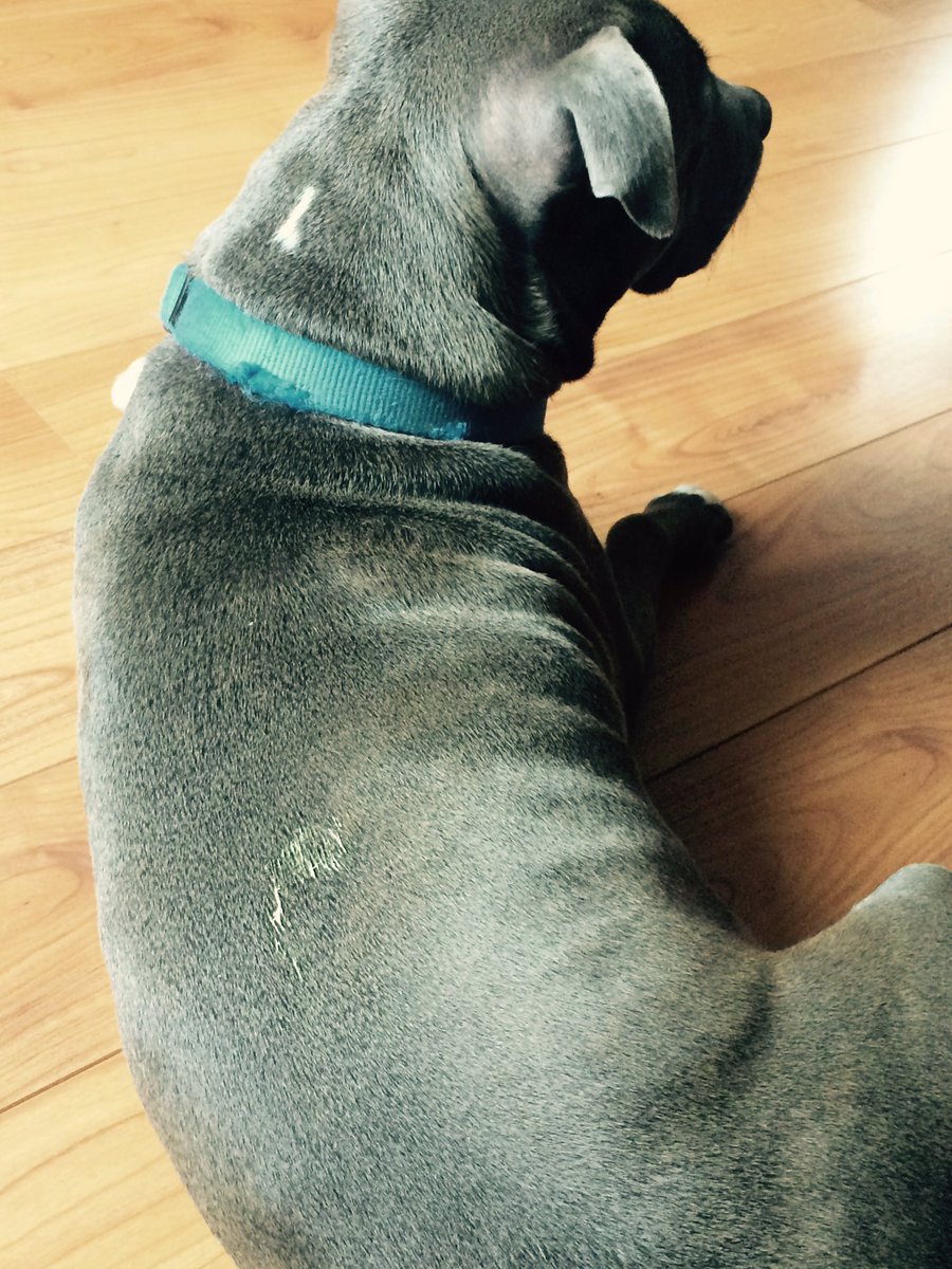 carolconnor123's tweet image. #Lucky? #birdpoo! On my Blue 🙈🙈