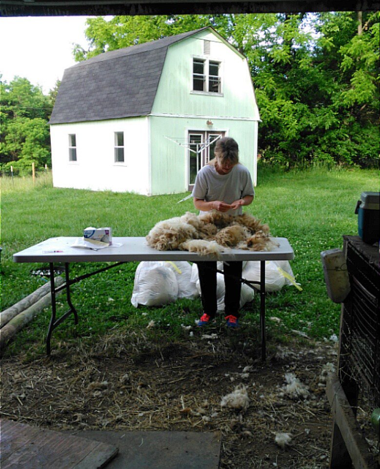WoolFarmGal tweet picture