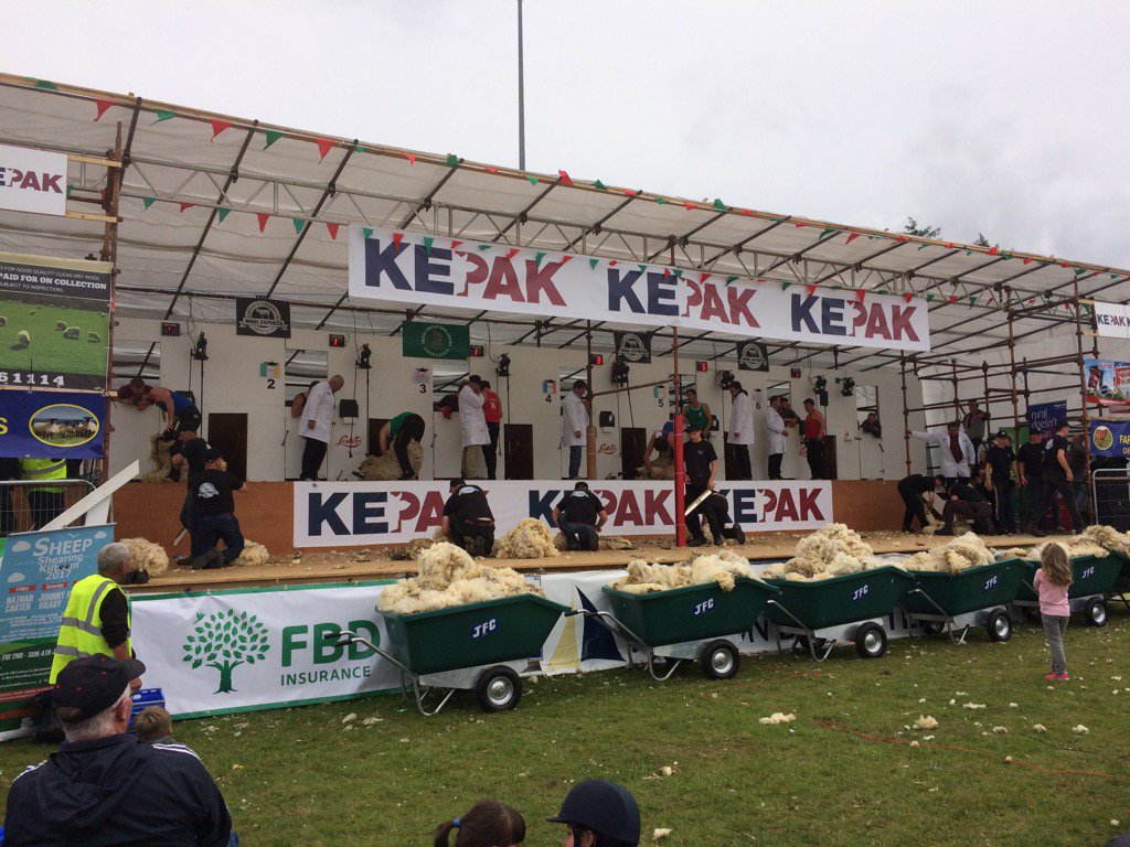 ICSAIreland's tweet photo. Ivan Scott in action for Ireland @ShearingKiltoom @StBrigidsRos Great stuff! #ICSAIreland #sheep https://t.co/bAtrJV8ueg
