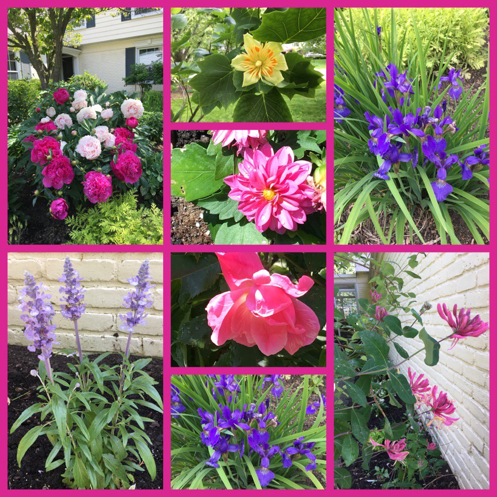 My happy place: June edition #myhappyplace #michigangardening #prettyinpink #homesweethome #JuneGardening