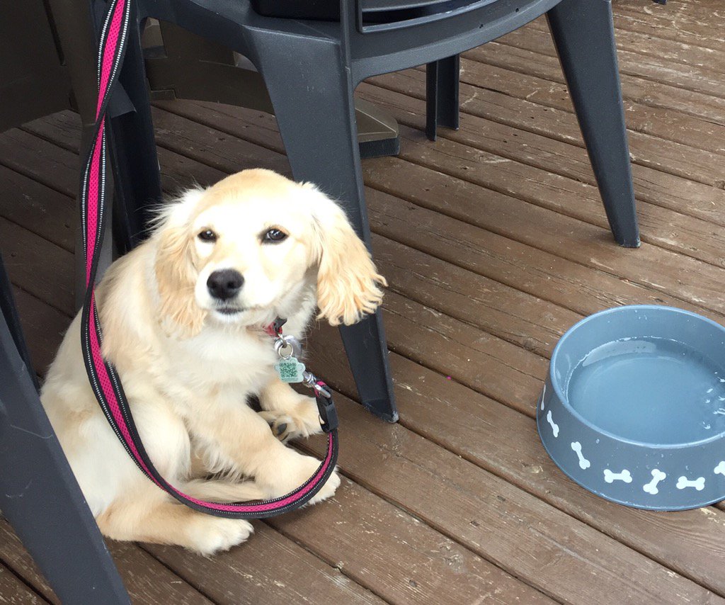 <a href="/RyanDuffysSJ/">Ryan Duffy's SJ</a> <a href="/HoganKV/">Ann Hogan (she/her)</a> great service at Duffys, even pet are waited on #saintawesome