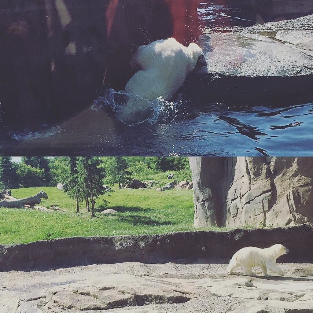 jrshannon77's tweet photo. Lots of animals out at the #zoo this weekend! #els2015 #asseenincolumbus #cbus #columbus https://t.co/Sztbvpez9a https://t.co/FVhh5dpFn3