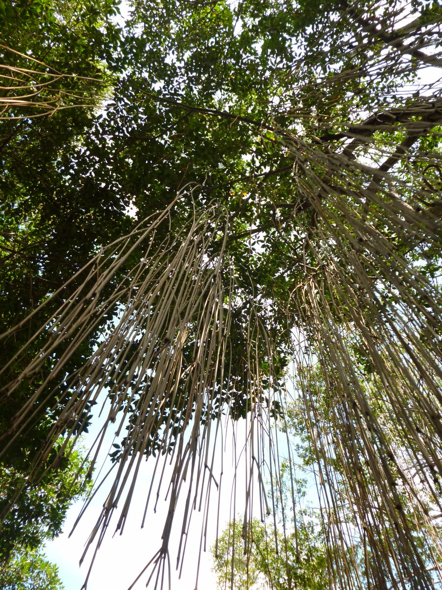 DoraTours24's tweet photo. "Porque muy en lo hondo llevo un manglar infinito" Joaquín Gutiérrez
#SanBernardoDelViento #CañoGrande https://t.co/qQEHgudJpw