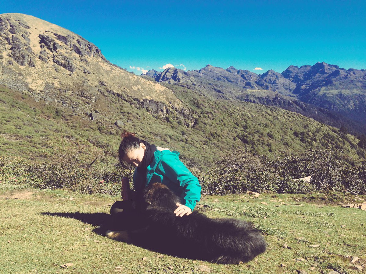 SonamDema's tweet photo. Reunion with an old friend in the #wilderness 🐶🍀🐐🌸 along the #drukpath #Thimphu #Bhutan #mountaingoat https://t.co/6FI5ChsTDd