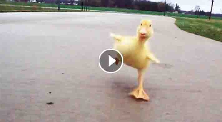 UnexpectedEnt's tweet image. Adorable Baby Duckling Does THIS Every Time His Owner Goes For A Walk. AWW! unexpectedentertainment.net/adorable-baby-…