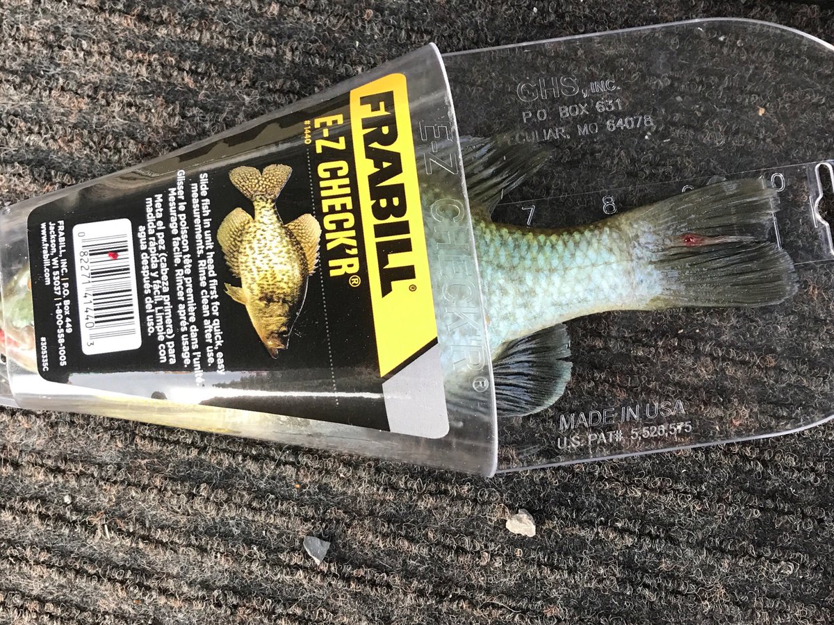 bartleymac's tweet photo. PB panfish on the fly. #camping @OrvisFlyFishing #booglebug https://t.co/ZANHwGmSqk