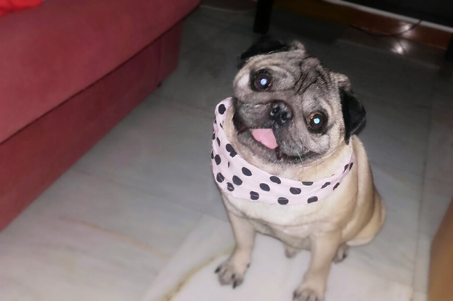 FranLara__'s tweet photo. Yo soy su 'bro', él es mi 'picha' 🐶

#PapiPug #pug🐶 #PugStyle 
#WaitingRealMadrid https://t.co/g2lKe9Feq1