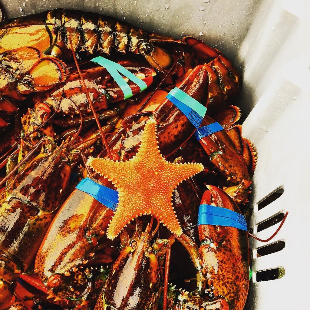 PortlandFLF's tweet photo. Get your fill of local seafood (maybe not starfish) with @lindakatelobste at #PortlandFLF! https://t.co/cE7ipwRpmF