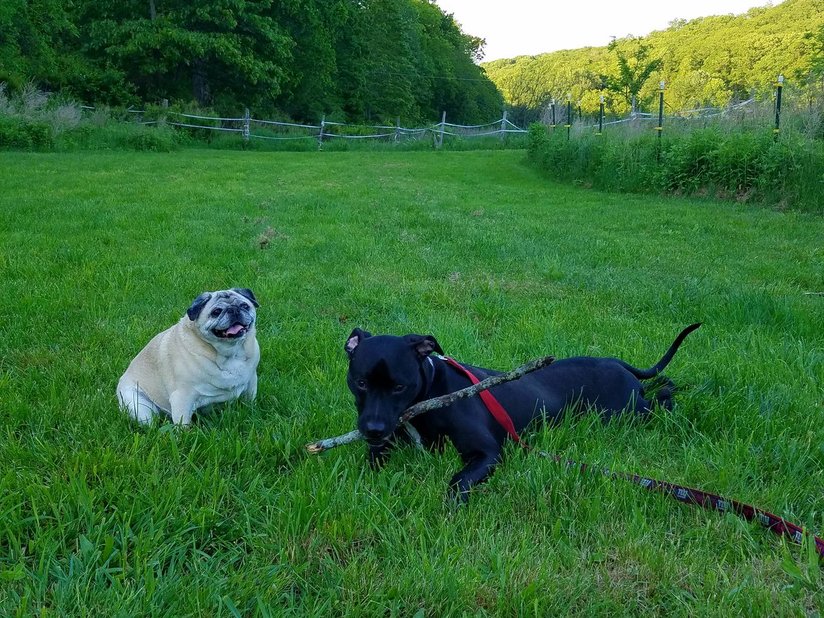 TasticFur's tweet photo. Happy Sunday Funday from Mollie and Pudge! https://t.co/8O6yZ4y8lk #outdoors #dogs #pitbulls #pugs #houseofdogs #farmlife #doglover #animals https://t.co/aljxX6whbJ