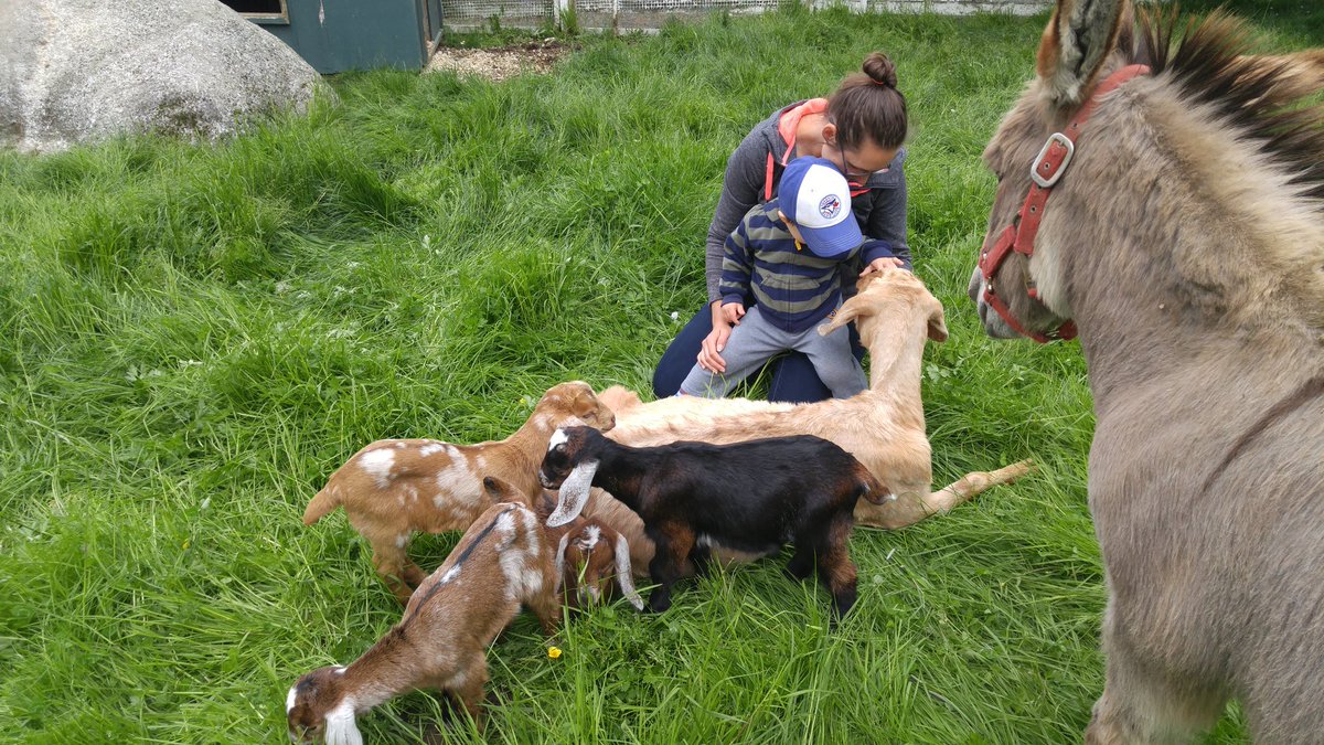 jbax2875's tweet photo. @ChristinaABlack can we own a baby goat. #toocute #sooosoft https://t.co/NBcLeJFTx0