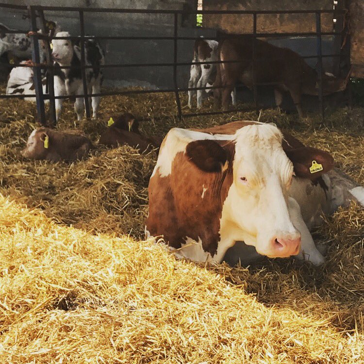 Chloe Grant EA (@chloegrantea) on Twitter photo Valence taking a snooze with her calves - the excitement of #openfarmsunday <a href="/realmilkcompany/">Real Milk Company</a> was just too much! #fabulousfamilyday Valence taking a snooze with her calves - the excitement of #openfarmsunday <a href="/realmilkcompany/">Real Milk Company</a> was just too much! #fabulousfamilyday