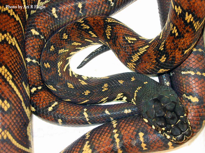 Boelen Python