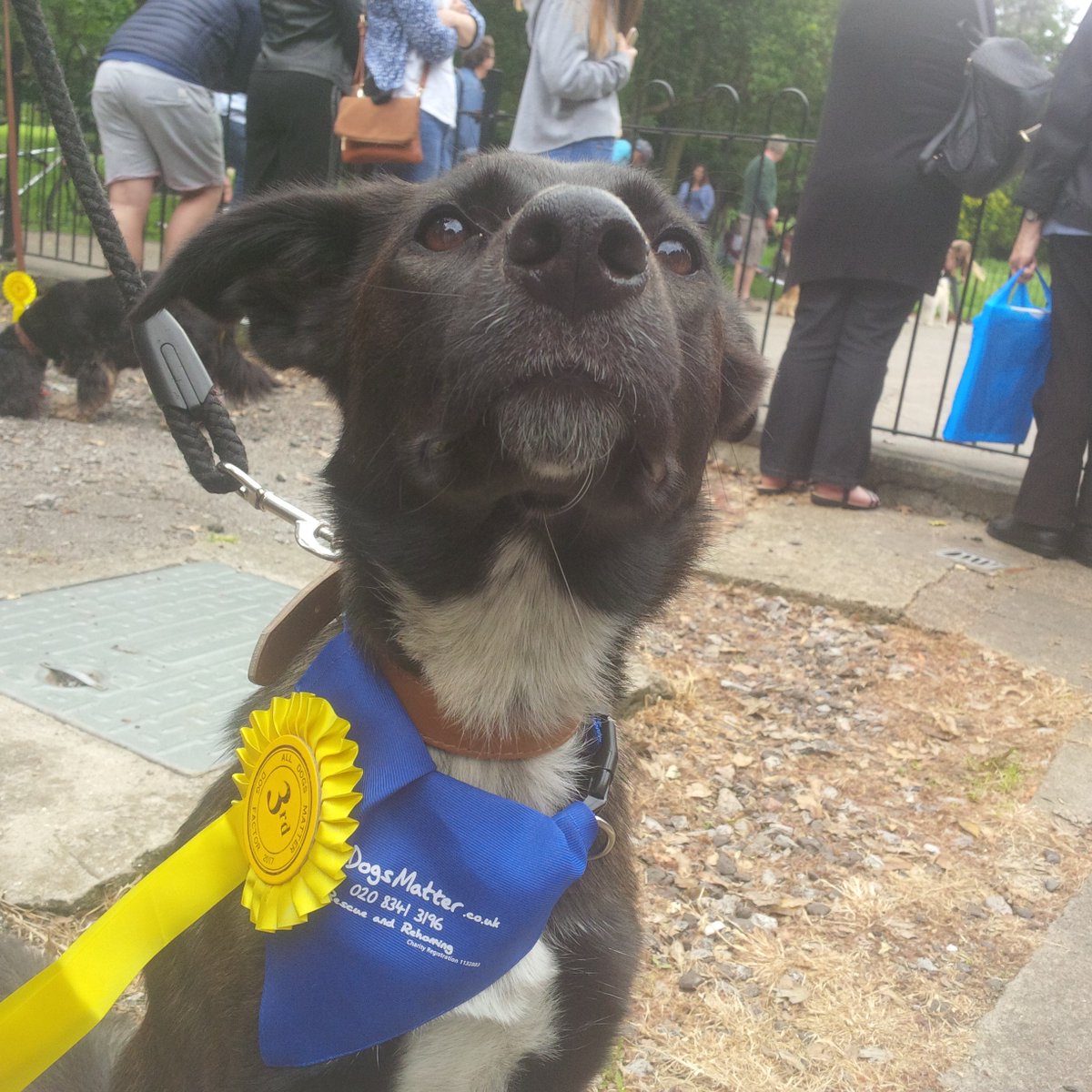 AllDogsMatter's tweet photo. Ex- @AllDogsMatter dog @skye_rescue took home a 3rd place rosette at #DogFactor today!#alldogsmatter #finsburypark https://t.co/BdSwfRrPEI