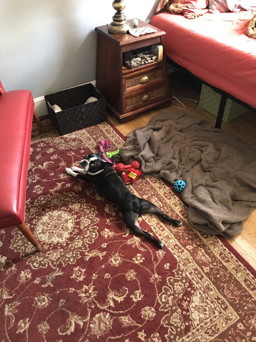 When you walk in on your BT enjoying full extension/frog leg time!