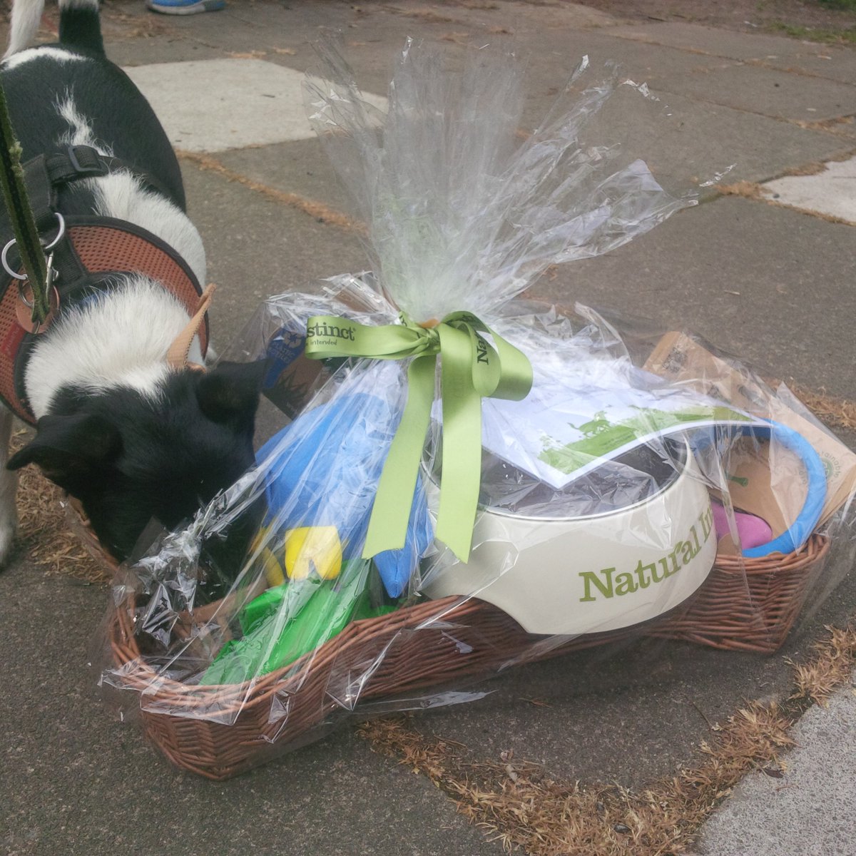 AllDogsMatter's tweet photo. Woofs to #DogFactor Sponsor @NIrawpetfoods from @AllDogsMatter @AbiTheStaffie & Teddy @SimonHappily! #alldogsmatter https://t.co/SsqOO4o10t