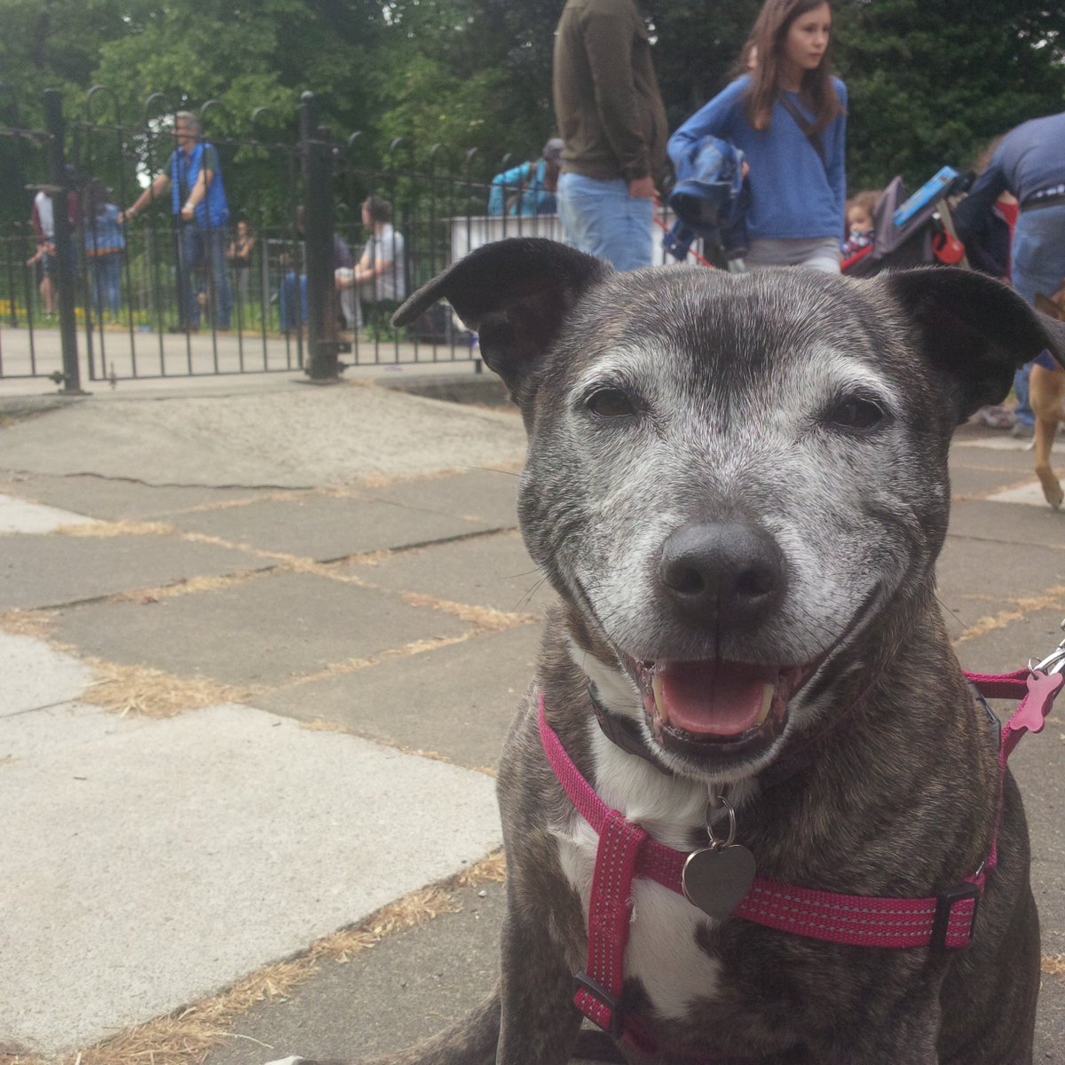 AllDogsMatter's tweet photo. What a #Staffie Smile! @AbiTheStaffie at @AllDogsMatter #DogFactor today! #alldogsmatter #dogshow #finsburypark https://t.co/2VdHGqYBio