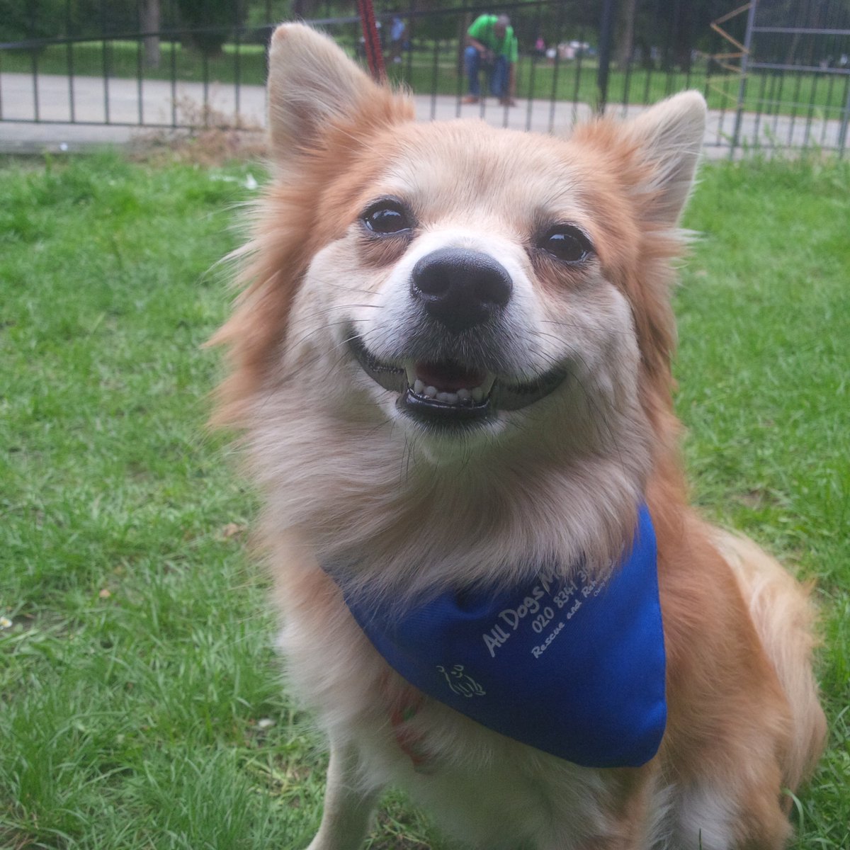 AllDogsMatter's tweet photo. Thank you to everyone who supported @AllDogsMatter today at #DogFactor in #FinsburyPark! Woofs to hosts #AlphaDogs! https://t.co/MHVm0xlBtz