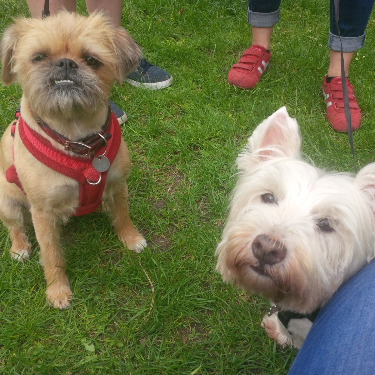 AllDogsMatter's tweet photo. Some of our cute competitors from #DogFactor today with #AlphaDogTraining, raising funds for @AllDogsMatter! #dogs https://t.co/pTocuTKQMN