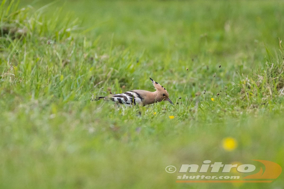 Nitroshutter's tweet photo. Cranham hoopoe Glos today @Hoopoesuk #glosbirds @GlosterBirder 195 on #my200birdyear https://t.co/8BSINji6eO