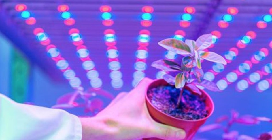 Brightlandsnl's tweet image. P I N K P O P / De meeste artiesten hebben prachtige lichtshows. Wist je dat planten daar ook van genieten? bit.ly/2rzjHSz