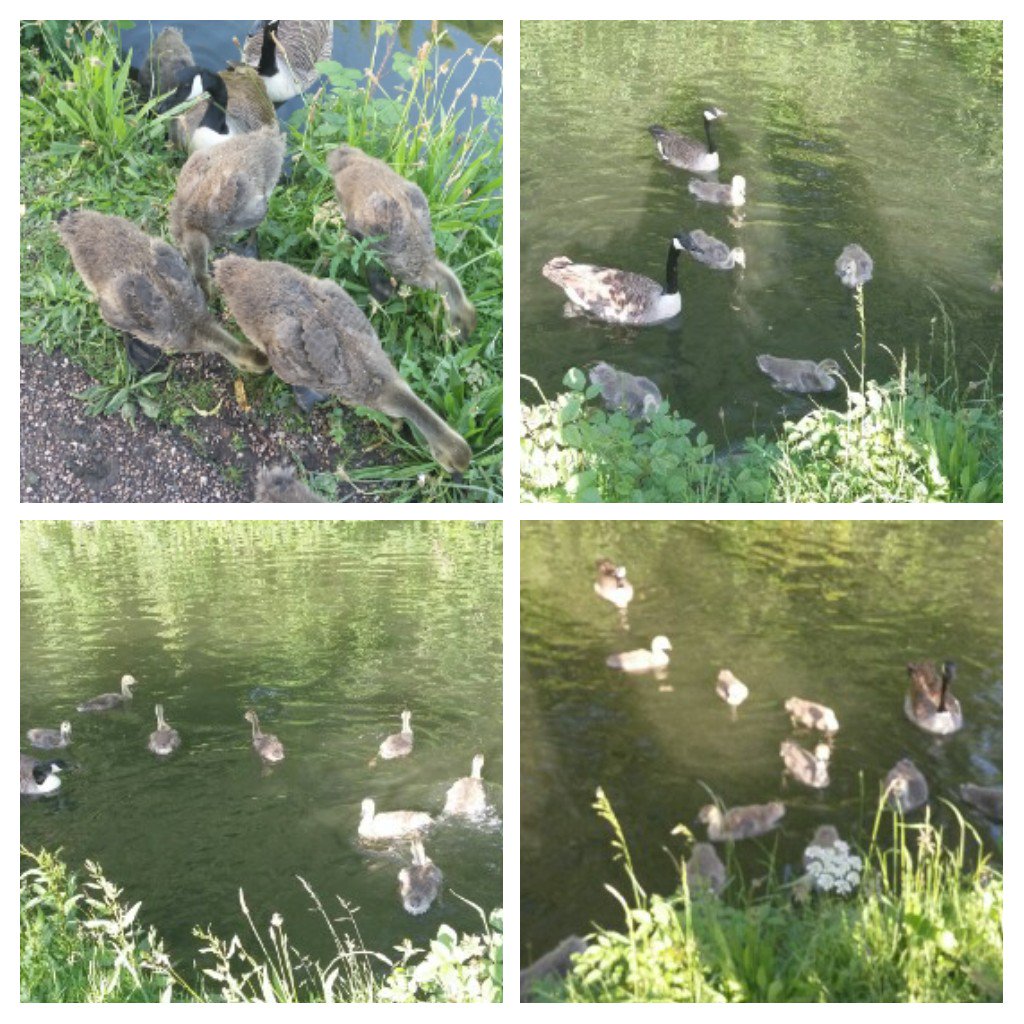 Happy families of geese on #StourbridgeCanal... slightly scary to be stalked along the towpath by one of them tho #30DaysWild