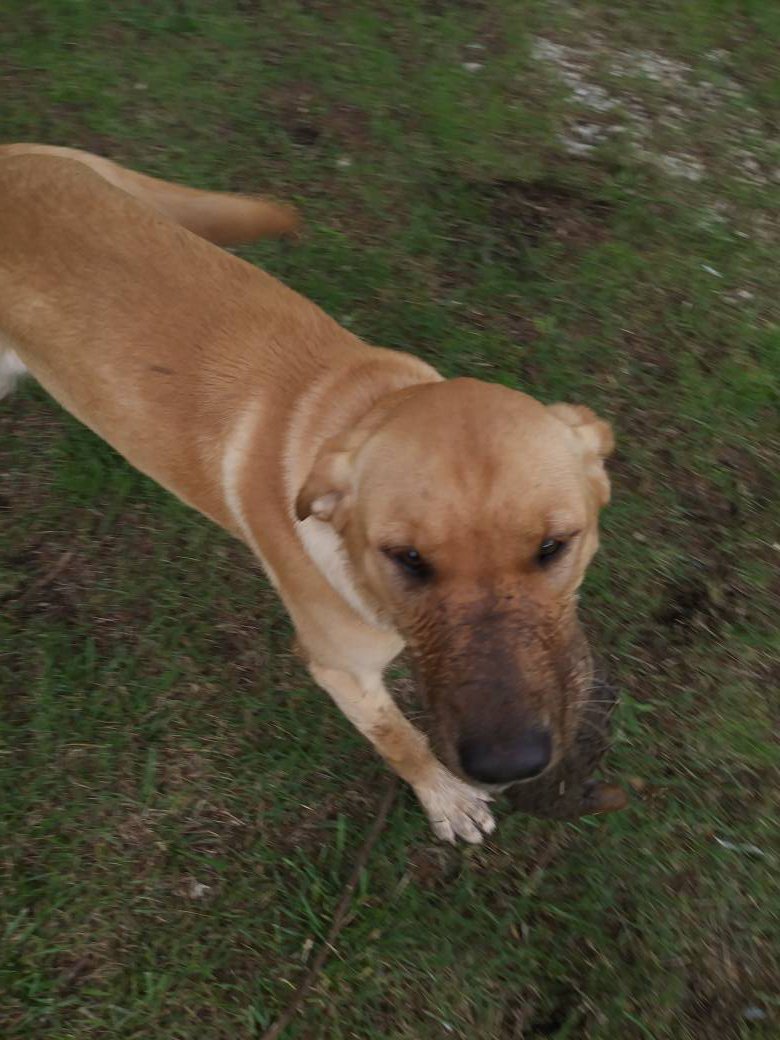 The duck dog and muddy water are like ice cream with sprinkles. #petlovers #summerdays