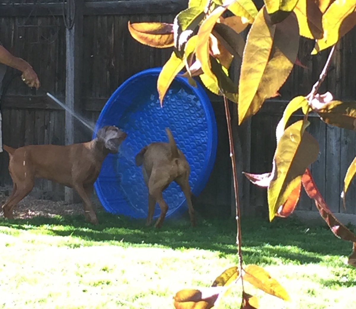 vizslageek's tweet photo. The best time is #hosetime. Best part of the pool is cleaning it. #vizsla #happypups https://t.co/bNOHCKEZn4