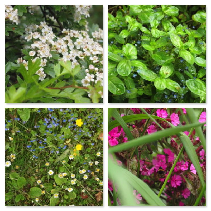 afonmeluk's tweet photo. @BSBIbotany We love #wildflowerhour Some pretty ones at #New_Quay @AfonMel Can anyone name the top right for us? #allaboutbees #ceredigion https://t.co/6lM8hNLn66