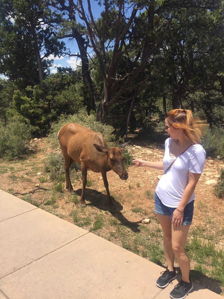 sethjones17's tweet photo. In this moment, @_KellyKauffman7 realized they weren't friends. #WhenElkAttack https://t.co/zzOY8QsYkG