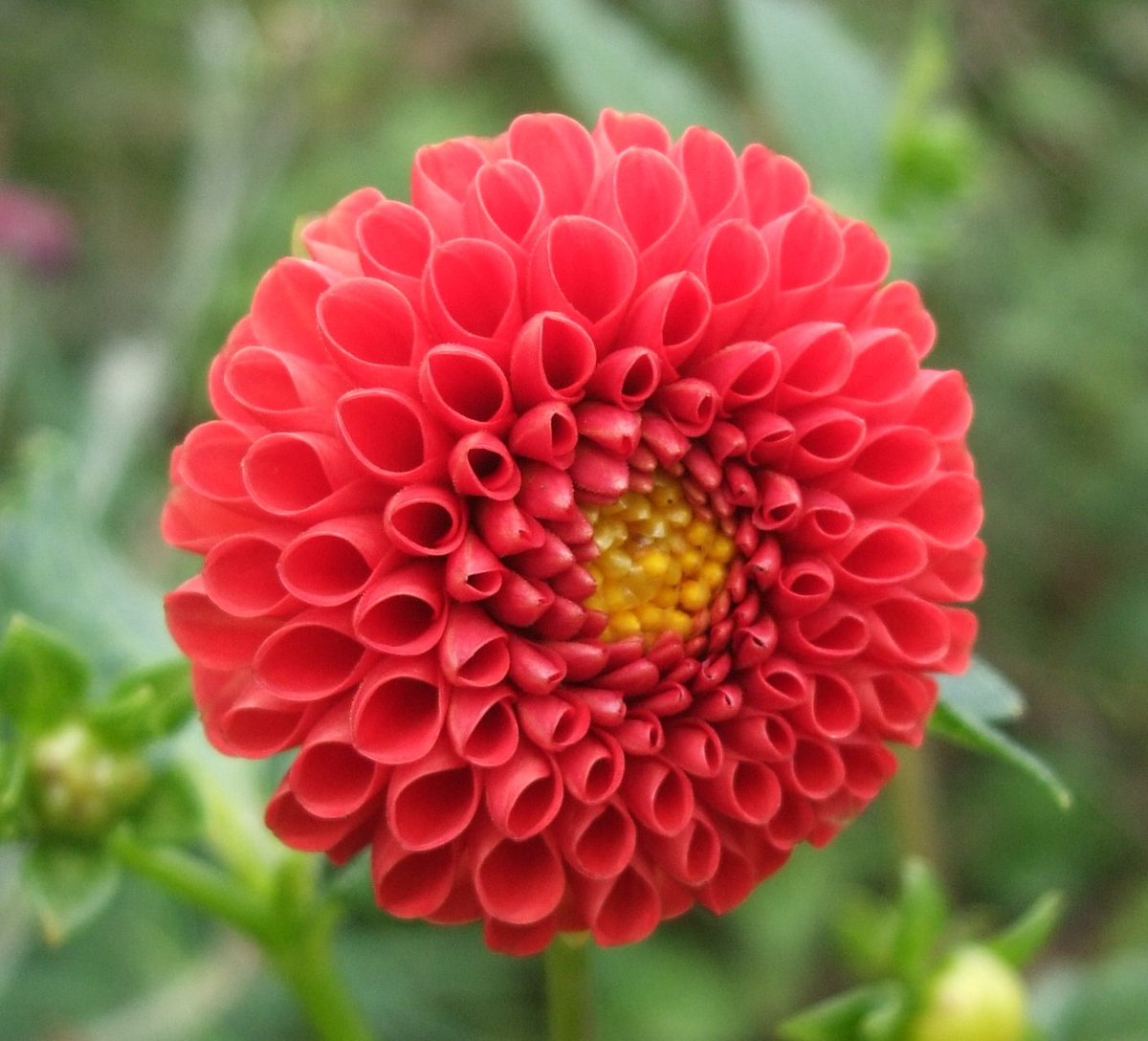 いりちゃん 花と月に魅せられて おはようございます きょう6月5日の誕生花はスカシユリ 花 言葉 注目を浴びる 飾らぬ美 神秘的な美 親思い 子としての愛 やダリア 花言葉 華麗 優雅 気品 威厳 厳格 感謝 豊かな愛情 だそうです いりちゃん 花と月に魅せられて おはようございます きょう6月5日の誕生花はスカシユリ 花 言葉 注目を浴びる 飾らぬ美 神秘的な美 親思い 子としての愛 やダリア 花言葉 華麗 優雅 気品 威厳 厳格 感謝 豊かな愛情 だそうです