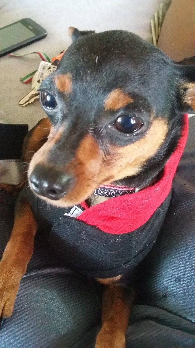 GiggleSmokes's tweet photo. looking for a boyfriend for my min-pin
#FlyGirl #SheSoHigh #LookingForBabyDaddy #GetThatBitchTiny https://t.co/1en0RNJkCP