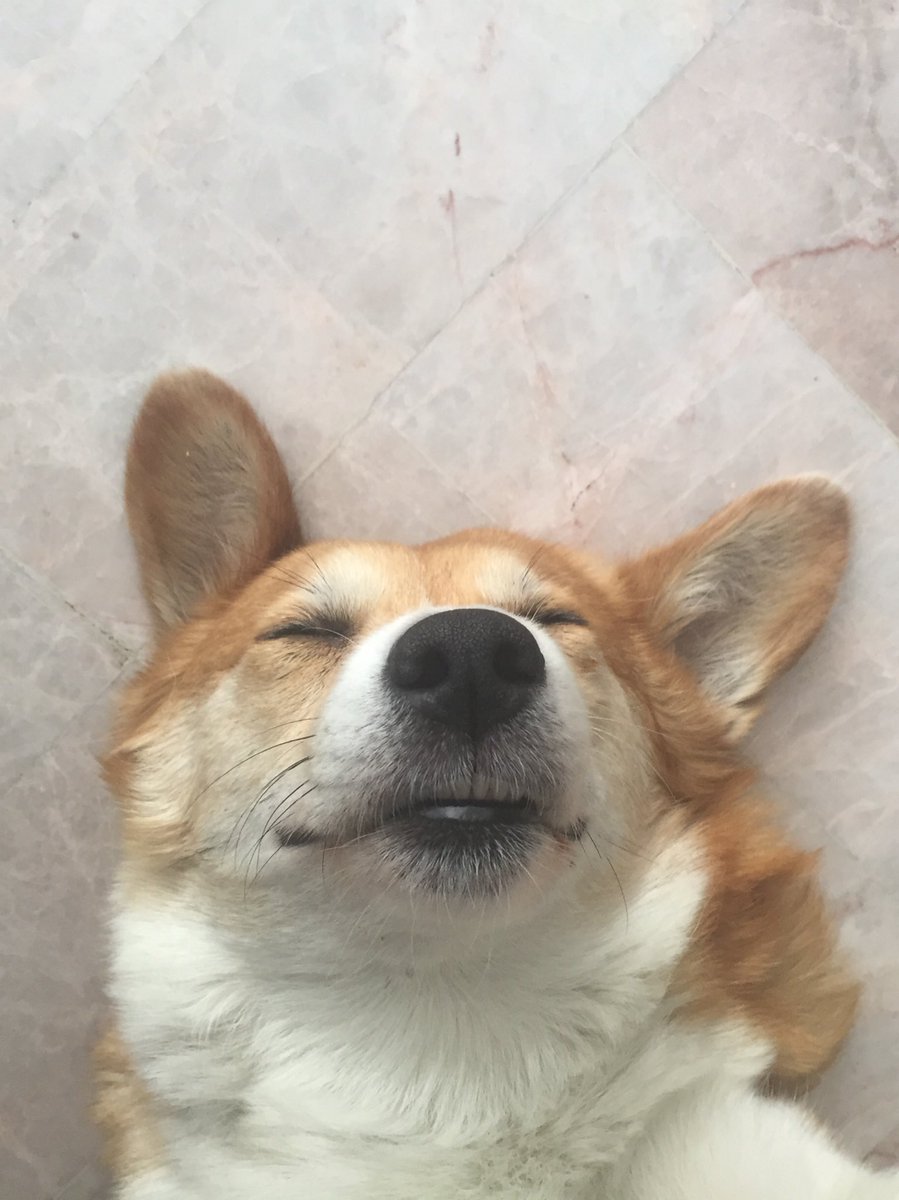 Hatchi Nigga tweet media