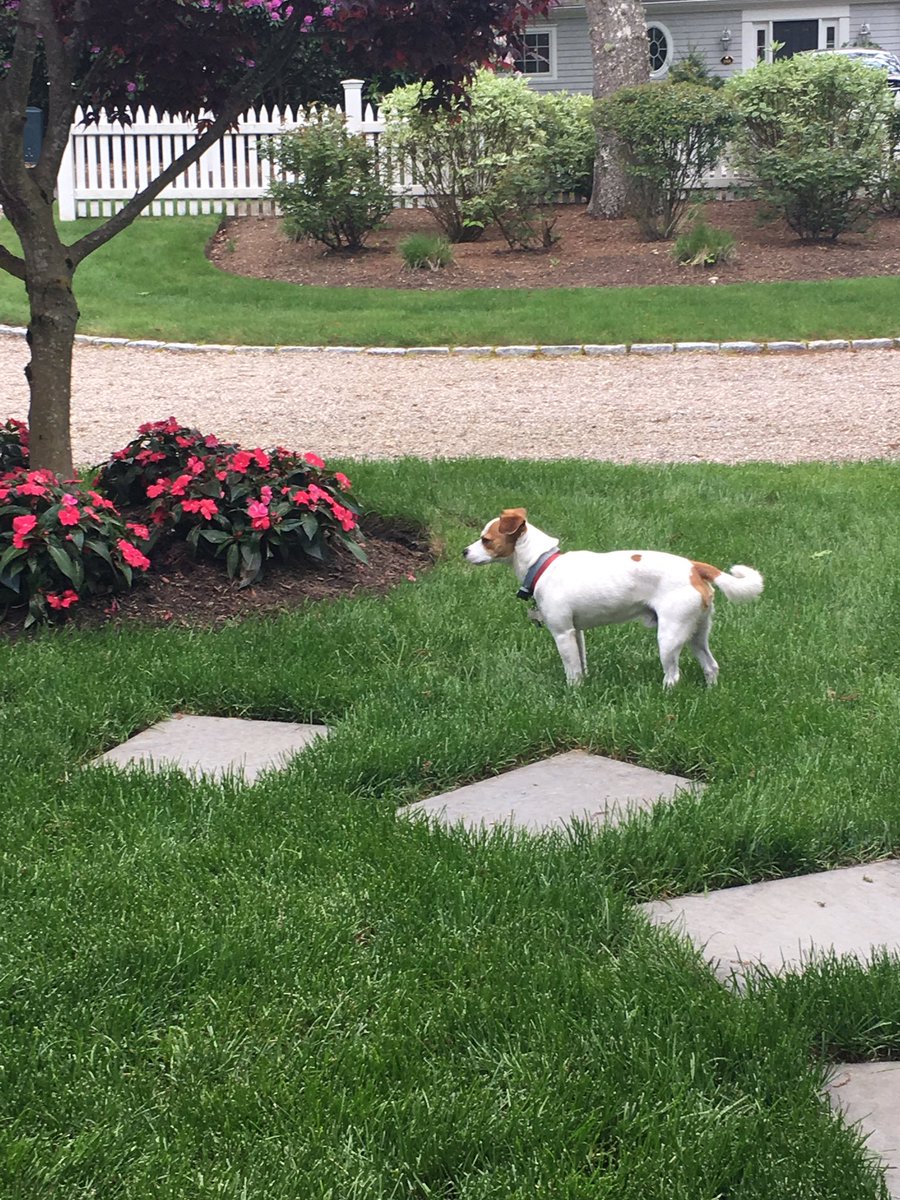 PGrossmanRetail's tweet photo. Lost dog in #newseabury last seen on Walton Heath. https://t.co/XUHBkZiHcp