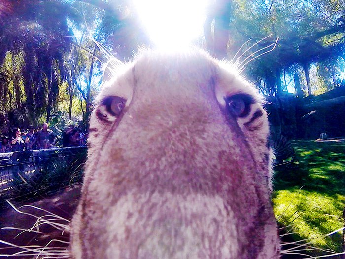 SARMOTIfdn's tweet photo. #TFW you open your front facing camera when you least expect it! – Maharani https://t.co/AFdmX71YeJ
