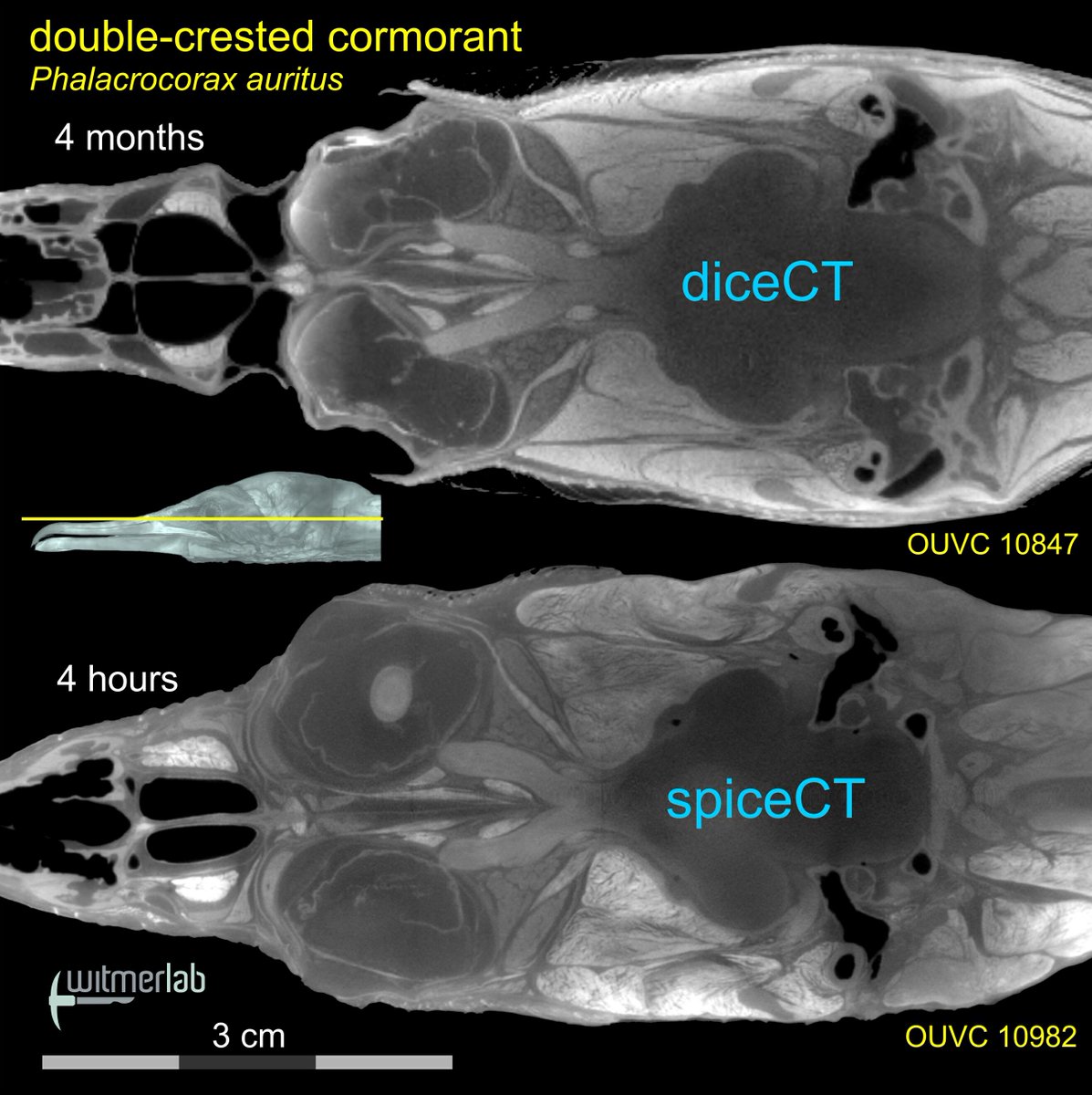 WitmerLab's tweet photo. #diceCT improves soft-tissue contrast in µCT, but diffusion takes too long. We perfuse with iodine, yielding same-day results. #spiceCT https://t.co/qqhvO3CKjM