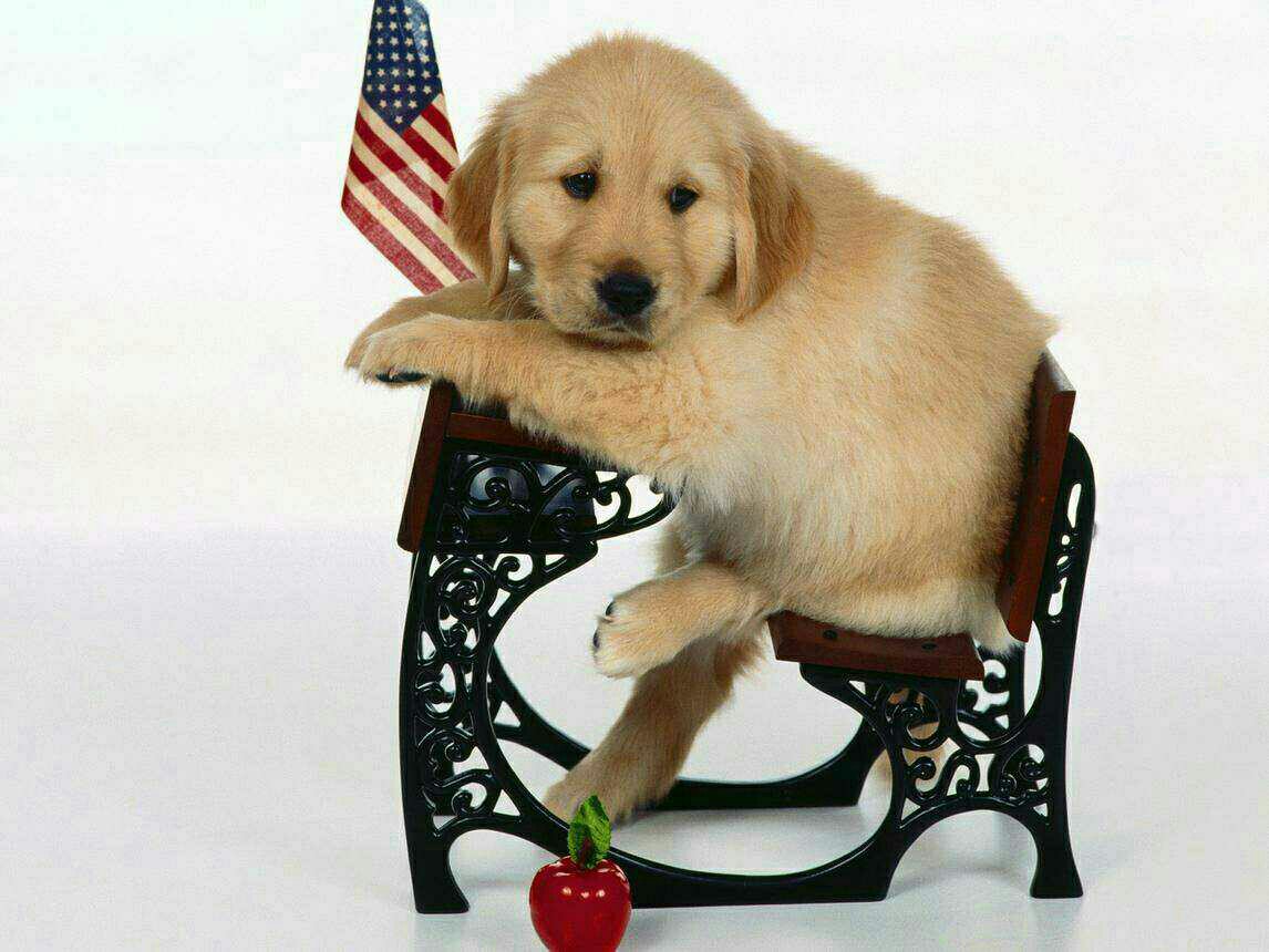 StephanieMPatc2's tweet photo. Meet oscar. He is american https://t.co/psG8hDpIfq