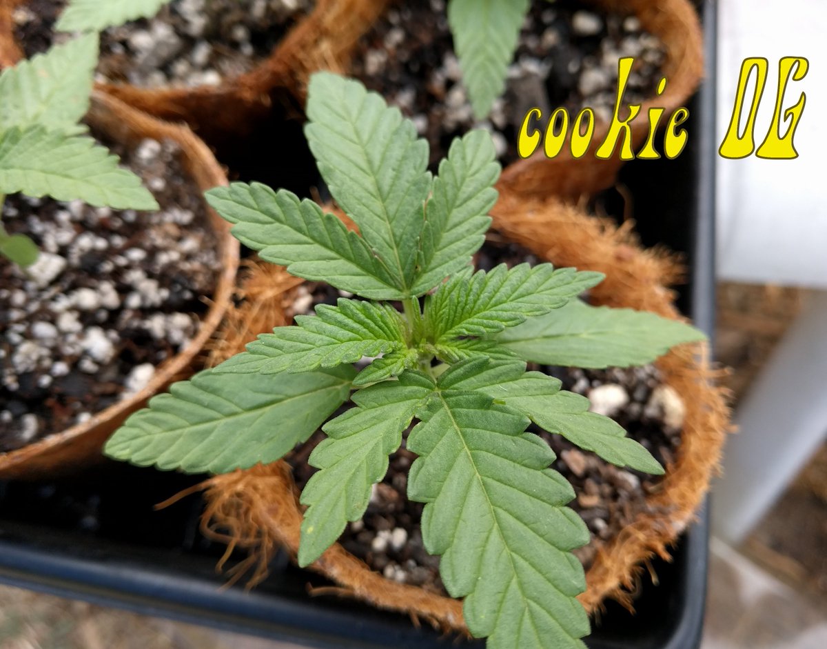 pwnytailjoe's tweet photo. #CookieOG at 14 days https://t.co/xvPDpI1BcO