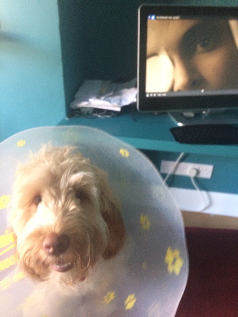 Watching the brilliant #handmaidstale - dog is not so keen.