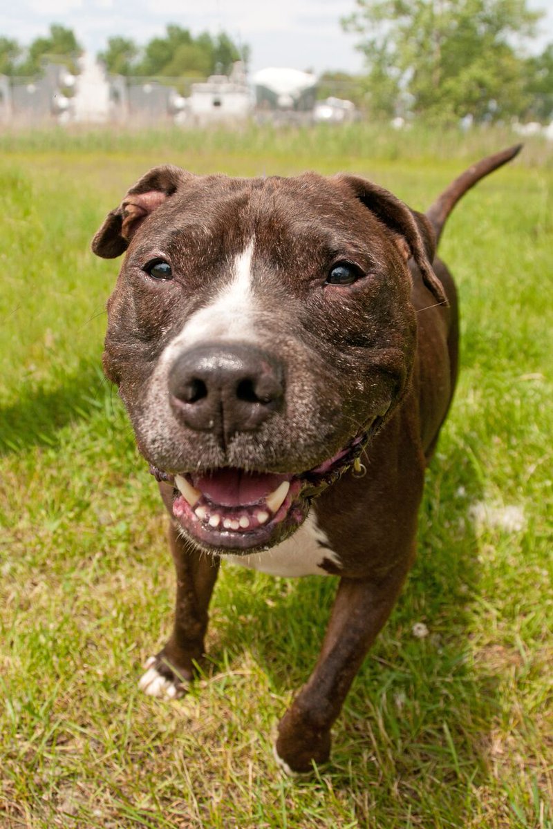 This big ball of love is ready for his #fureverhome! Wadsworth is patiently waiting for his #fureverfamily <a href="/hscalumet/">Calumet HS Track and Field</a> !  <a href="/FetchPortraits/">Fetch Portraits</a>